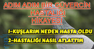 Guvercin Hastaliklari Ve Guvercin Ilaclari Mehmet Hocam
