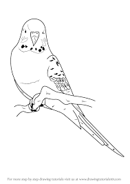 How To Draw A Blue Budgie Drawingtutorials101 Com Bird Drawings Blue Budgie Parakeet Art You will be able to share your drawing with your friends online! bird drawings blue budgie