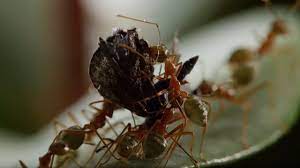 (click here to see our recommended fire ant killers). Ants Battle To Protect Their Fortress Life Story Bbc Earth Youtube