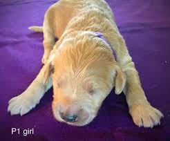 All goldendoodles puppies are sold with a contract that should be agreed on and signed by both breeder and new goldendoodle puppy owner. Goldendoodle Puppy For Sale Adoption Rescue For Sale In Ludington Michigan Classified Americanlisted Com