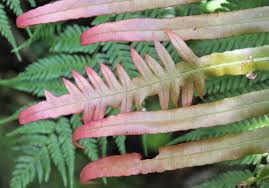 Image result for Blechnum attenuatum