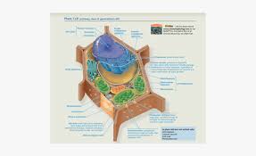 Plant cells like animal cells are eukaryotic, i.e. Plant Cell Png Transparent Png Kindpng