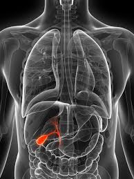 Image result for Gall Bladder
