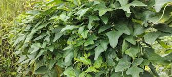 Image result for Vigna unguiculata