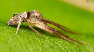 Image result for Hewittia