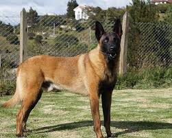 Igor Du Domaine De Louxor Malinois Stud For Reproduction