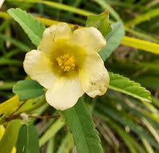 Image result for Sida spinosa