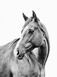 Beautiful Black And White Horse Photography Strength In Curve Horse Photography Horses Pretty Horses