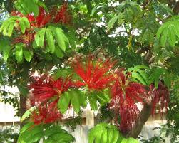 Image result for Calliandra tweedii