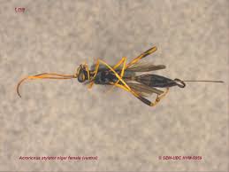 Image result for Scythris crypta