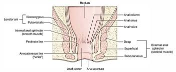 Specialized latch mechanisms in the contractile filaments enable sphincters to maintain contractile. Easy Notes On Anal Sphincter External Learn In Just 4 Minutes Earth S Lab