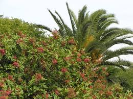 Image result for Triraphis schinzii