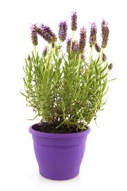 Check spelling or type a new query. French Lavender Planting Pruning Care Tips Horticulture