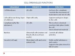 Maybe you would like to learn more about one of these? Animal And Plant Cells Lesson 2 Structure Of