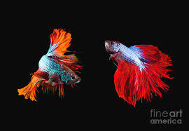 Depending on the initial type of betta, this mutation can make the fish look very interesting, but they are also shorter than usual and. Two Of Beautiful Color Betta Fighting Fish Preparing To Fight On Photograph By Suriya Silsaksom
