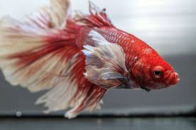 Dither fish, or fish used to draw aggression, are necessary for this tank set up. Female Betta Fish Characteristics And Male Betta Fish Behavior
