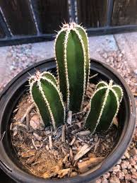 Image result for Lophocereus marginatus