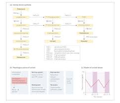 Adrenal Gland Iv Cortisol And Androgens Clinical Background Congenital Adrenal Hyperplasia Cah De Adrenal Glands Cortisol Congenital Adrenal Hyperplasia