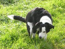 Wenn du nun hellbraunen stuhlgang und dazu blähungen hast du wohl heftig übertrieben. Kotabsatz Beim Hund Hunde Katzenfutter Hameln De