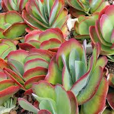 Kalanchoe Luciae Paddle Plant Flapjacks Limited Mountain Crest Gardens