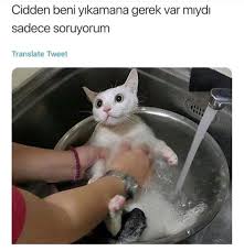 Kedi Instagram Karikatur