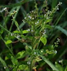 Image result for Cynoglossum lanceolatum