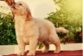 Golden retriever price in various cities of india: American Champion Excellent Quality Golden Retriever Puppies