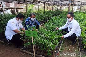 Kejayaan & cabaran objektif 1. Upaya Mengembalikan Kejayaan Jeruk Selayar Antara News