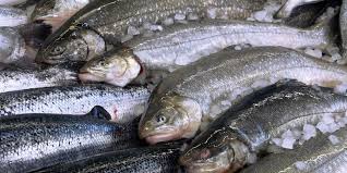 We did not find results for: 12 Makanan Yang Mengandung Omega 3 Tinggi Halaman All Kompas Com