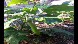 Maybe you would like to learn more about one of these? Organic Fertilizer In Eggplant Farming Youtube
