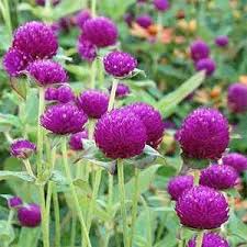Gomphrena Seeds Purple Globe Amaranth Flower Seed Globe Amaranth Amaranth Flower Annual Flowers