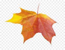 Transparent background fall leaves png. Autumn Leaves Background Leaf Transparent Leaves Png Fall Winter Png Download Vhv