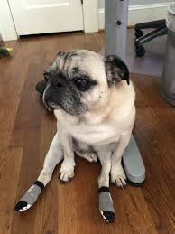 Pin On Pug World