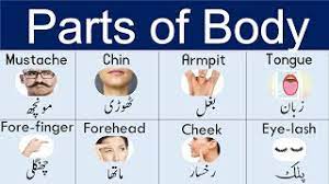 Human body parts name in urdu for kids and basic english vocabulary learners. Body Parts In Urdu For Kids Parts Of Body In Urdu And English Jism Ky Hissy Youtube