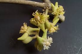 Image result for Capparaceae