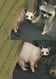 A raccoon with no fur (naked trashpanda) : r/WTF