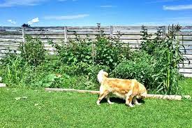 The portable puppy fence kit is designed as a portable fence to safely enclose your puppy or small dog. How To Keep Dogs Out Of Garden Gardening Tips Advice