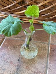 Image result for cuttings of geraniums