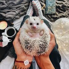 Unique look and full automatically system vivarium projected for pygmy hedgehogs, size 1000 x 440 x 400. Animal Animaux Cute Baby Animals Baby Animals Cute Animals