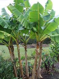 Flavour is sweet and creamy. Musa Sikkimensis Banana Plants Plants Banana Tree