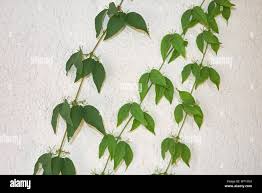 Image result for Dolichandra unguis-cati