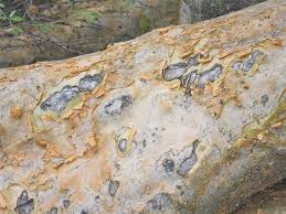 Image result for Sesamothamnus lugardii