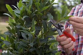 Image result for bay leaf bush foto