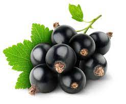 Resultat De Recherche D Images Pour Image Cassis Fruit Black Currant Juice Fruit Benefits Black Currant Seed Oil
