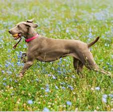 We are a texas hungarian vizsla breeder located in longview, tx just 100 miles east of dallas. Vizsla Puppies For Sale Adoptapet Com