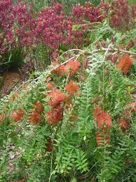 Image result for Melaleuca hypericifolia