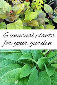 6 Unusual Things To Grow In Your Garden Plants Unusual Plants Creative Gardening