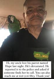 Lost in woods card drops to common