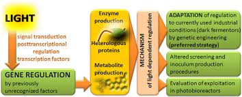 The early embryo derived from growth of a zygote is globular whereas a mature. Regulation Of Plant Cell Wall Degradation By Light In Trichoderma Fungal Biology And Biotechnology Full Text
