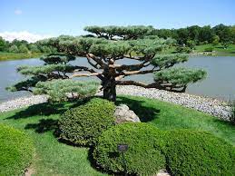 Japanese Garden At Chicago Botanic Gardens Japanese Garden Chicago Botanic Garden Botanical Gardens